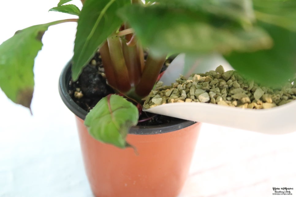 Greenhouse interior with leafy vegetables (cabbage and peppers) thriving, a researcher checks soil E