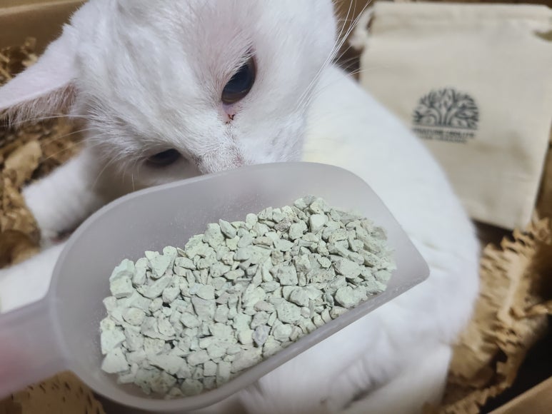 Realistic photo of a cat hesitating at the litter box front, ears back, in a contemporary home with
