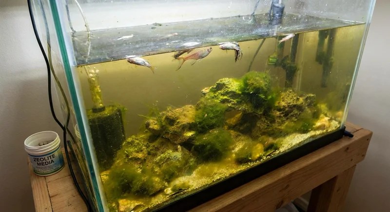 방치된 수족관, 탁한 물에 떠 있는 열대어