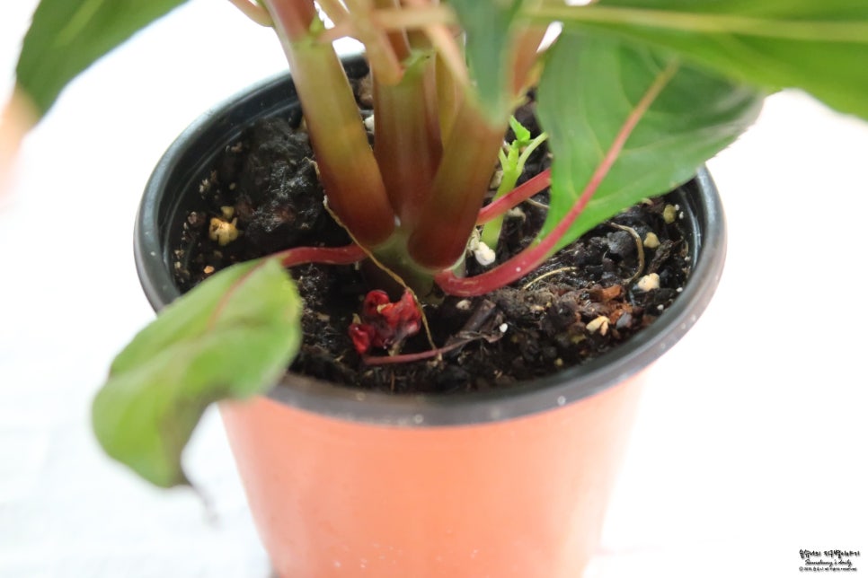 Plant in over-saturated soil showing signs of stress and stunted growth, dense dark soil and wilting